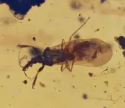 Detailed Enicocephalidae (Gnat Bug), Fossil insect inclusion in Burmese Amber