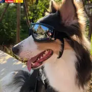 Fashion Pet Dog Doggles Goggles with Adjustable Strap UV Sunglasses Eye Wear Pro
