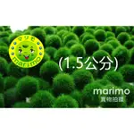 日本北海道 MARIMO 毬藻 綠藻球 (1.5公分) 1顆 扎實球體