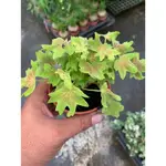 花園植物工坊♥觀葉植物♥楓葉天竺葵♥3吋盆♥高約3-5CM