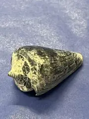 RARE Fossilized CONE Shell From Central Florida Pliocene Era.