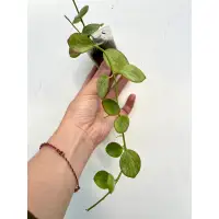 在飛比找蝦皮購物優惠-【天堂花園 Paradise Garden】 Hoya bi