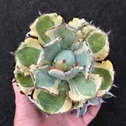 8CM Succulent Cactus Agave Plant Agave Isthmensis Variegated Home Garden Plant