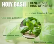 TULSI TULASI INDIAN HOLY BASIL POWDER Untreated Organic 50gm-400gm FREE SHIP
