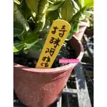 ●○植宅●○特殊阿拉伯沙漠玫瑰●○5/6吋盆●○多肉植物●○