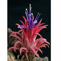 在飛比找蝦皮購物優惠-【瘋鳳】空氣鳳梨 龍小精靈 Tillandsia ionan