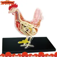 在飛比找蝦皮商城精選優惠-紅白雞4d大師益智拼裝玩具動物生物器官解剖教學模型解剖學ue
