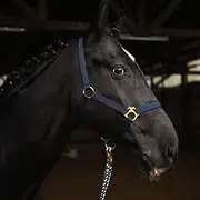 Halter for Horses Warmblood, Thoroughbred, Cold Blood - Stable Halter, Pasture Halter, 2 Adjustable Positions on Chin Strap and Headpiece, Safe and Tear-Resistant (Dark Blue, Cold Blood)