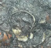 Raw stone Burmese Amber with rare fossil Shells in crust