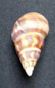 #1968s Liguus Fasciatus Gloriasylvaticus Pinecrest Fl. 46.6mm land snail shells