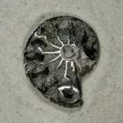 17g Pyritized Ammonite metallic shell fossil 43x35mm from Volga river, Russia