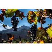 Save 6.00%! Tour Etna and Wine an experience between nature and aromas with taste.
