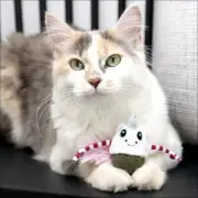 Quirky Kitty Cat Toy Catnip Toy Unicorn Bobble Compressed Catnip Toy Feather Nip