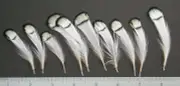10 Natural White Lady Amherst Pheasant Tippets Jewelry/Millinery/Tying Feathers