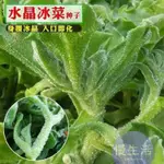 【優選品質】冰草種子冰菜種子非洲冰草新鮮蔬菜種子原裝100粒冰草菜 冰菜種子