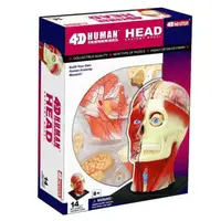 在飛比找momo購物網優惠-【4D MASTER】頭頸 26064(立體拼組模型人體解剖