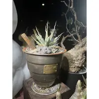 在飛比找蝦皮購物優惠-曲刺妖炎 龍舌蘭  Agave utahensis var.