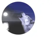 FULL MOON WOLF HOWL LAKE Pendant 925 Sterling Silver 20" Necklace Men Women GIFT