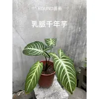 在飛比找蝦皮購物優惠-ROUND園藝-乳脈千年芋