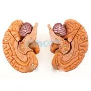 Human Brain With Artery 8 Part Fully Dissected Model for Medical Study