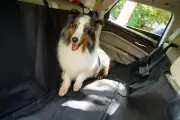 NEW for Dogs & Pets "CPG DOTS" LINER for your auto, SUV or Truck