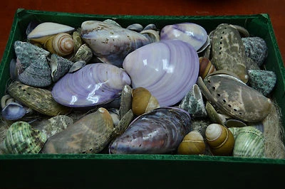 50+ PCS ASSORT PURPLE ABALONE PEARL MIX SEA SHELL WITH WOOD BOX CRAFT