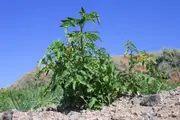 Tomato - Santorini, Solanum lycopersicum
