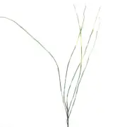 Set of 12 Tall 32" Variegated Green Vinyl Artificial Grass Stems