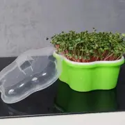Tray with Lid Wheatgrass for Planting Bean Seedling