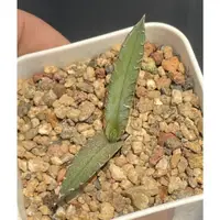 在飛比找蝦皮購物優惠-≡植綠人生≡🌴藍嚴龍🌴Agave titanota 'Blu