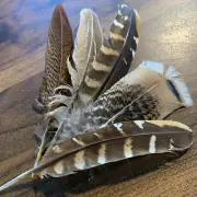 5pcs Natural 13-20cm Mixed Pheasant Feather Pack Home Decor Vase DIY Art Craft