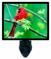 Cardinal Decorative Photo Night Light, Cardinal, Summer, Red Bird
