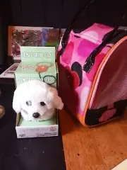 My Puppy Remote Control Leash Sealed Box with dog carrier