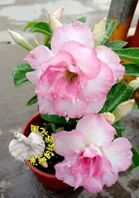 在飛比找樂天市場購物網優惠-[瑪莉] 新品種複瓣沙漠玫瑰 ５寸盆 多年生觀賞花卉盆栽 室