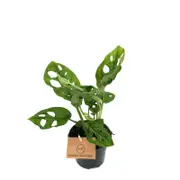 95mm Monstera Monkey Mask - Monstera adansonii