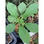 塊根 多肉植物 DORSTENIA FOETIDA 琉桑 臭桑