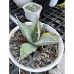 多肉植物龍舌蘭 賴光實生 AGAVE PARRASANA