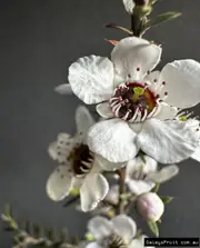 Buy Manuka Tea Trees - Leptospermum scoparium