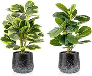 2 Pack Realistic Artificial Potted Plants Peperomia Obtusifolia, 11" Small Faux Greenery for Desk, Bathroom, Office, or Home Decor (Evergreen, Maintenance Free)