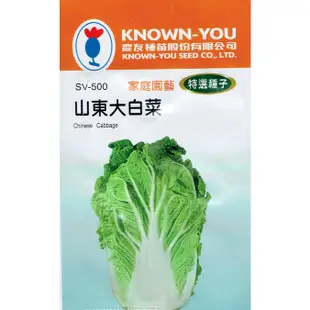 種子王國 山東大白菜(Chinese Cabbage) sv-500 【蔬菜種子】每包約150粒 農友種苗特選種子