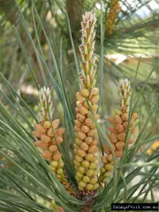 Pine Nut Macdougal Tree - Pinus pinea
