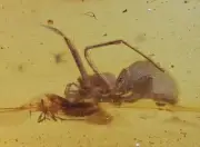 Araneae (Spider) attacking Gnat, Fossil insect inclusion in Burmese Amber