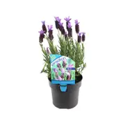 140mm Lavender Sensation Blue - Lavandula pedunculata