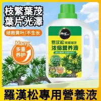 在飛比找蝦皮購物優惠-【高雄出貨】羅漢鬆 專用營養液 濃縮型 有機肥料 免稀釋 室