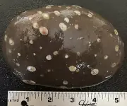 Michigan Very Cool Rock-Galaxy Stone Amygdaloidal Basalt Colorful Minerals 1.8LB