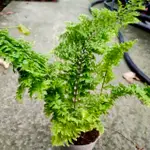 密葉波士頓腎蕨/觀葉植物/草花園藝/花園裝飾/淨化空氣/蕨類