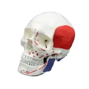 Life Size Anatomical Skull Model Removable Head Skeleton Model for Disease Study