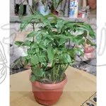 花幫派_小品盆栽—馬拉巴栗(多株)--基部肥大~又名發財樹、招財樹/粗頭/5-6吋