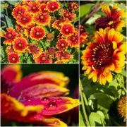 Gaillardia - Single Flowered Mixed seeds
