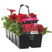10 Cell Petunia Red - Petunia x hybrida